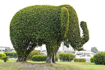 Topiary tree