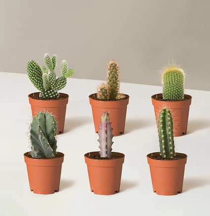 Indoor cactus