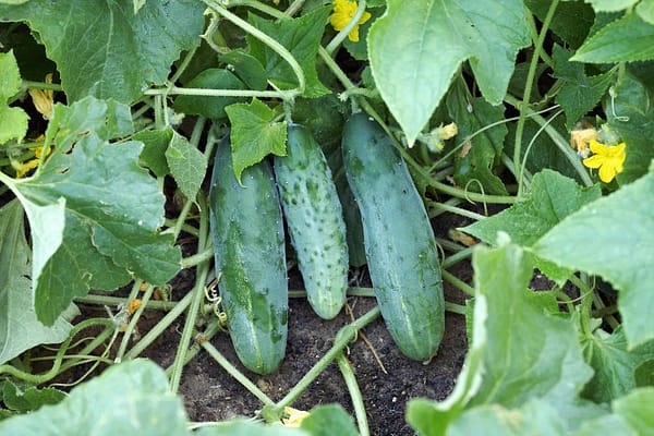 When to plant cucumbers