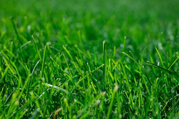 Bermuda grass
