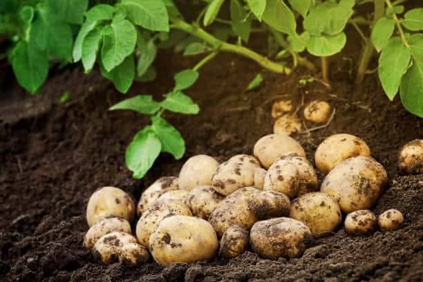 Growing potatoes
