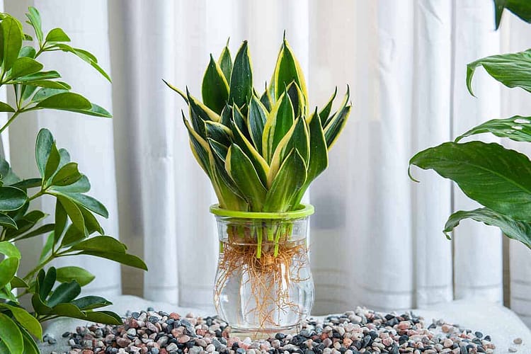 snake plant propagation in water