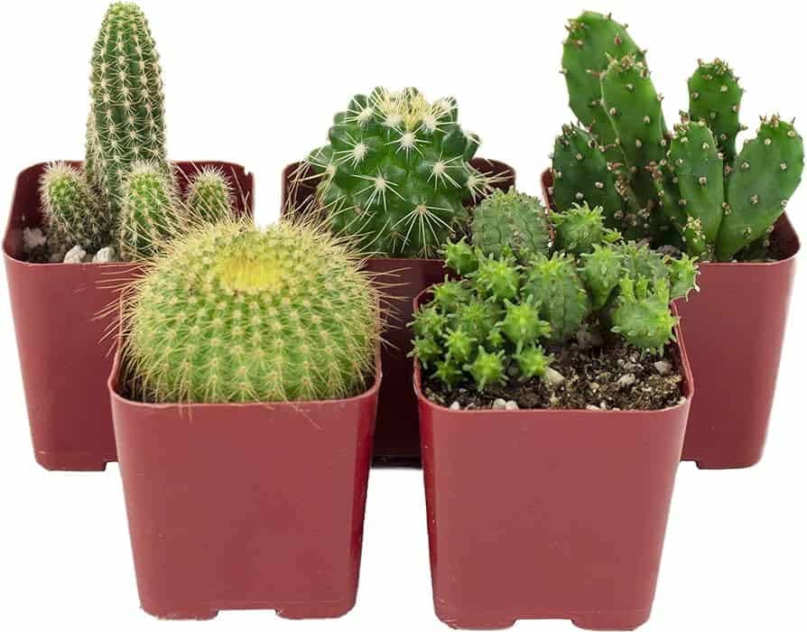 indoor cactus plants