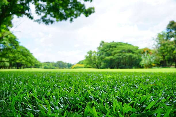 types of lawn grass