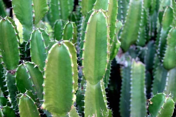 San pedro cactus