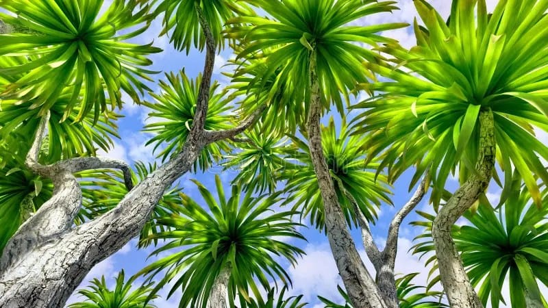 cabbage palm