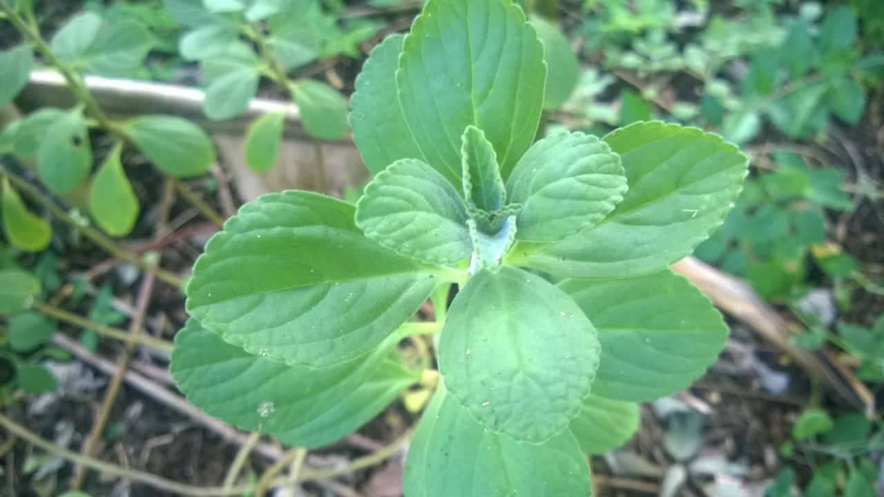 panadol plant